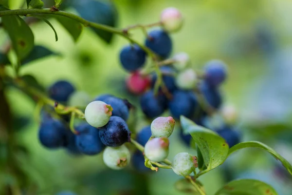 Ripe blueberries — Stock Photo, Image