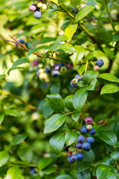 Ripe blueberries — Stock Photo, Image