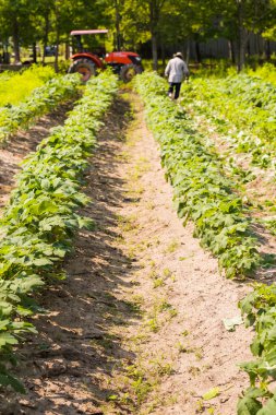onun ürün ayıklayacaktır çiftçi