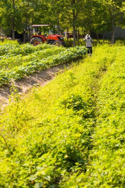 onun ürün ayıklayacaktır çiftçi