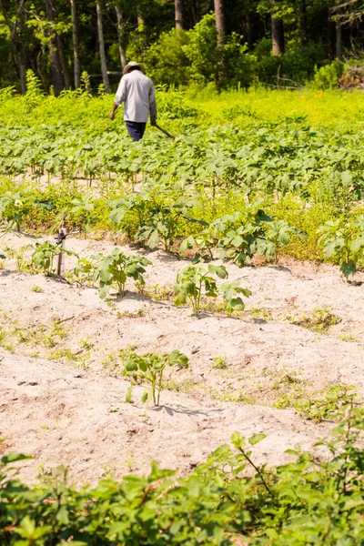 onun ürün ayıklayacaktır çiftçi