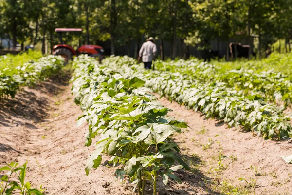 Farmer weeding his crop — Stock Photo, Image