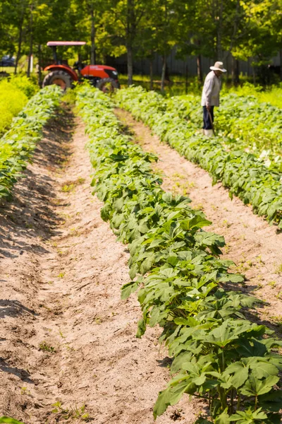 Farmer weeding his crop — Stock Photo, Image