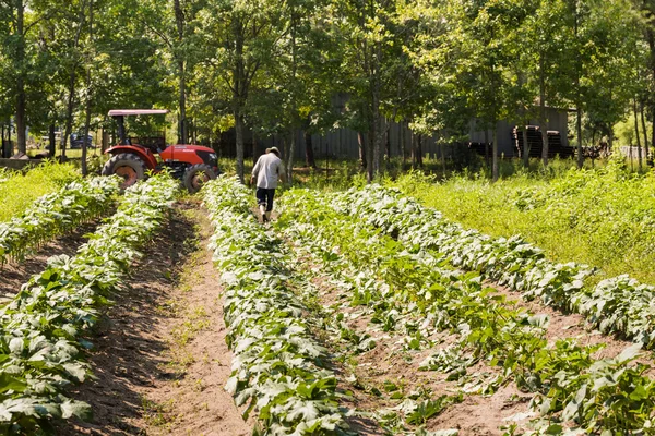 Agricultor desmalezando su cosecha —  Fotos de Stock