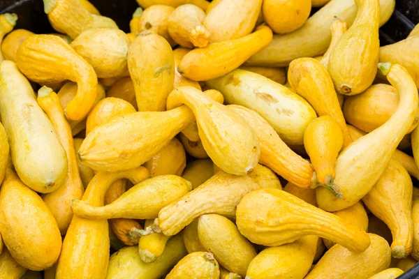 Zucca di prodotti freschi — Foto Stock