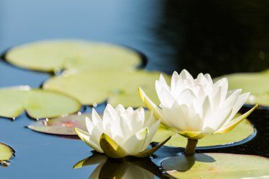 çiçek açan kıçımın