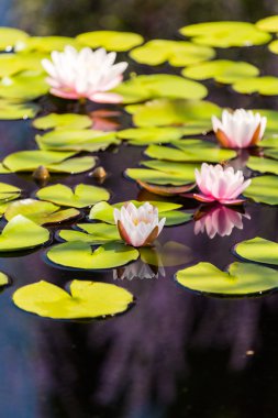 çiçek açan kıçımın