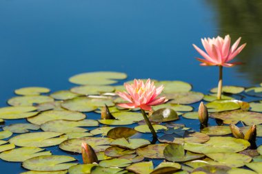 farklı renklerde çiçek açan kıçımın