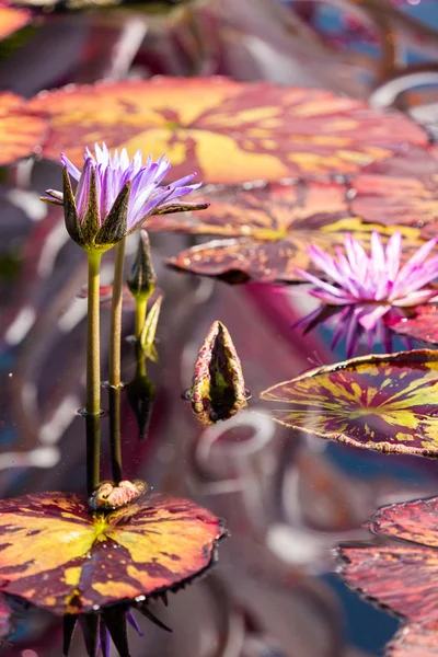 Blooming waterlilies of different colors — Stock Photo, Image