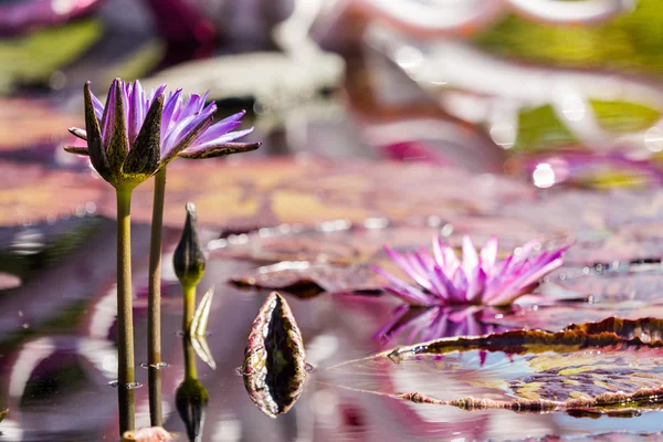 Blooming waterlilies of different colors — Stock Photo, Image