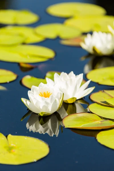 Blooming waterlilies — Stock Photo, Image