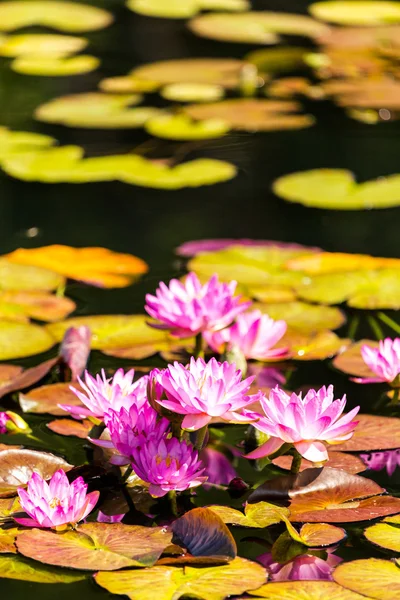 Blooming waterlilies of different colors — Stock Photo, Image