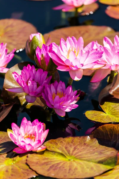 Nenúfares florecientes de diferentes colores — Foto de Stock