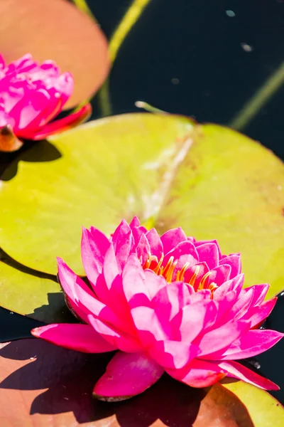 Gigli acquatiche in fiore — Foto Stock