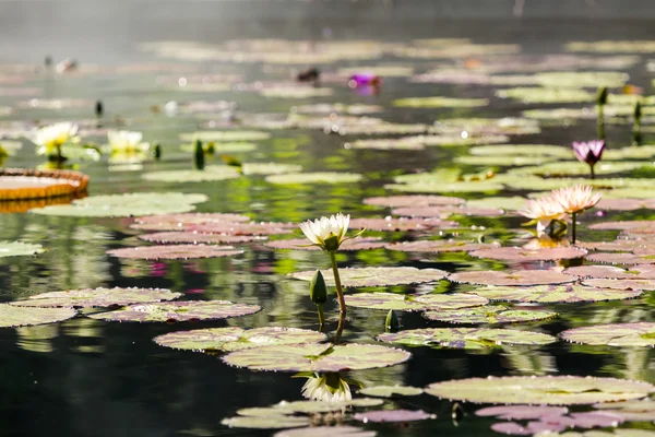 Blooming waterlilies of different colors — Stock Photo, Image