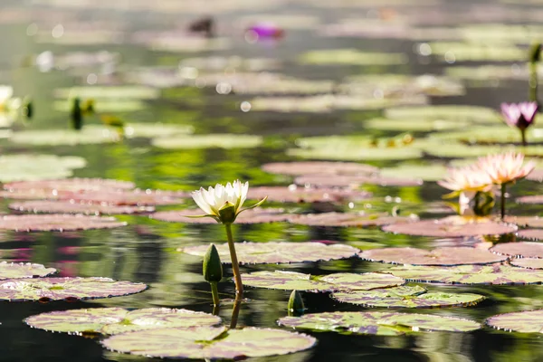 Blommande näckrosor i olika färger — Stockfoto