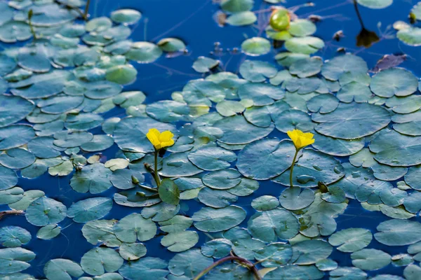 Water garden — Stock Photo, Image