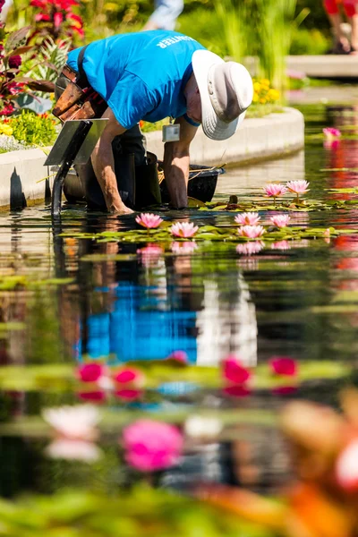 Volunteer working with waterlilies — Stock Photo, Image