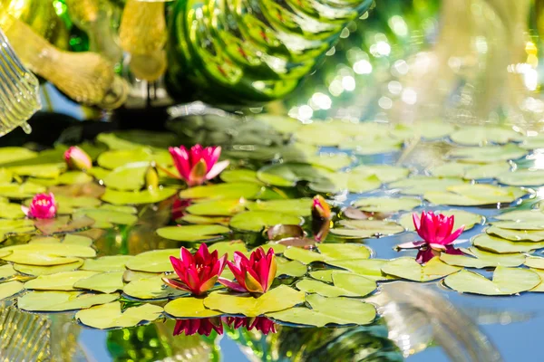 Blooming waterlilies of different colors — Stock Photo, Image