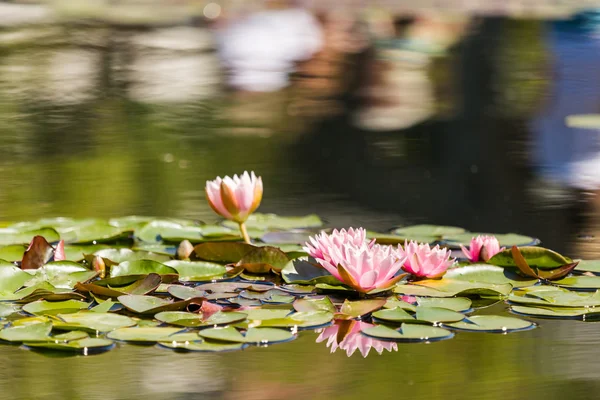 Blooming waterlilies of different colors — Stock Photo, Image