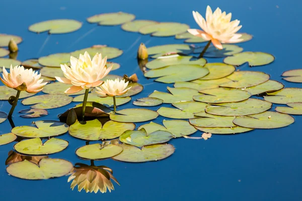 Blooming waterlilies of different colors — Stock Photo, Image