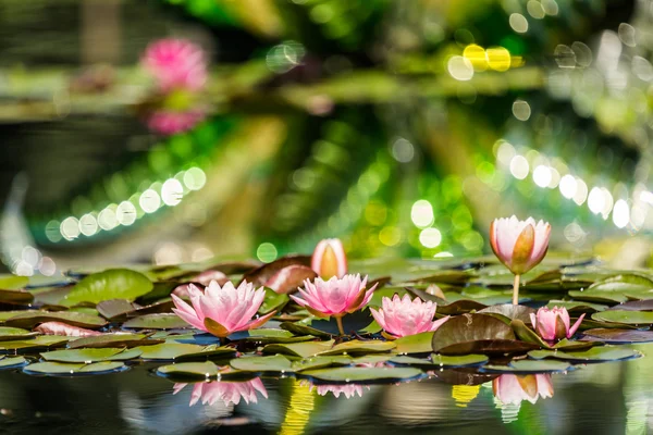 Bloeiende waterlelies van verschillende kleuren — Stockfoto