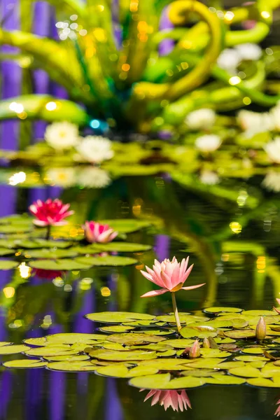 Blooming waterlilies of different colors — Stock Photo, Image