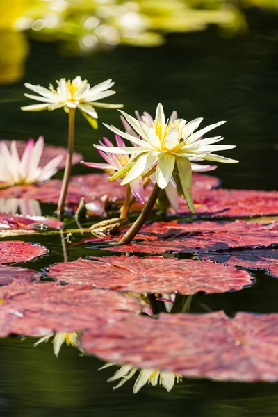 Nymphéas en fleurs de différentes couleurs — Photo