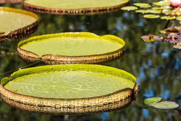 Las hojas grandes de loto flotan — Foto de Stock