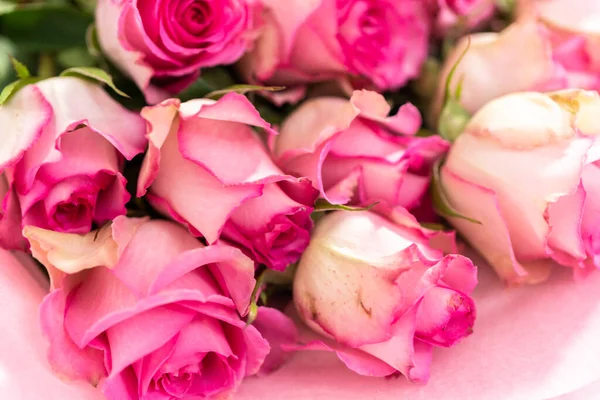 白色背景的新鲜粉红玫瑰的特写 — 图库照片