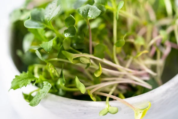 Vers Geoogste Radijs Microgreens Een Kom — Stockfoto