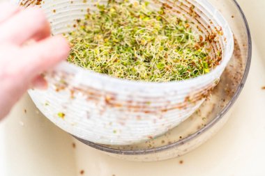 Altıncı gün. Cam bir kavanozda yetişen taze toplanmış organik filizleri yıkamak..