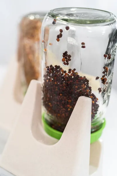 Día Crecimiento Brotes Orgánicos Frasco Albañil Con Tapa Brotando Mostrador — Foto de Stock