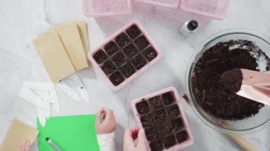 Küçük kız bir okul projesi için bitki tohumlarını küçük kaplara ekmeye yardım ediyor..