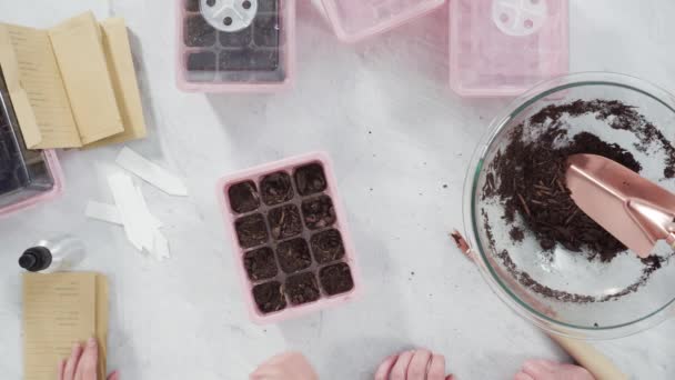 Niña Ayudando Plantar Semillas Hierbas Recipientes Pequeños Para Proyecto Escuela — Vídeos de Stock