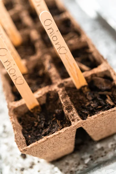 Φυτεύοντας Σπόρους Γλάστρες Τύρφης Για Ξεκινήσετε Έναν Εσωτερικό Κήπο Λαχανικών — Φωτογραφία Αρχείου