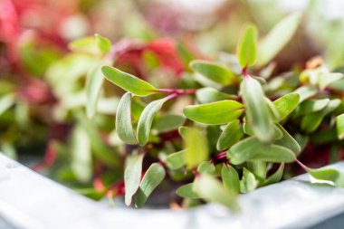 Mor saplı turp mikroçim ve metal tepside yeşil yapraklar..