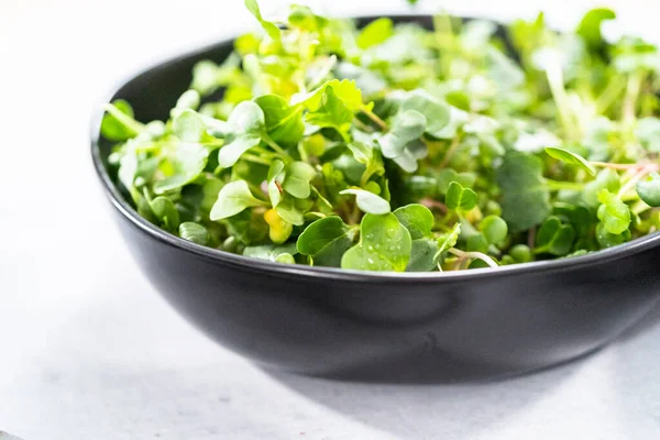 Microgreens Rábano Recién Cosechados Bol — Foto de Stock