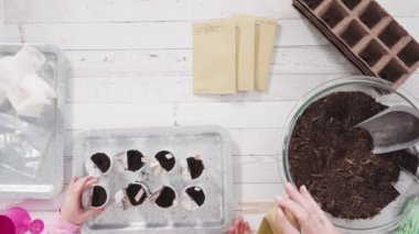 Küçük kız bir okul projesi için bitki tohumlarını küçük kaplara ekmeye yardım ediyor..
