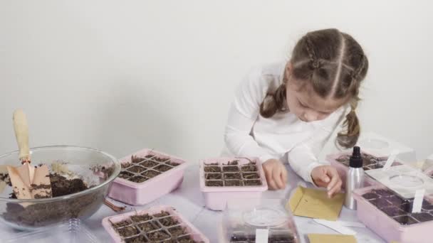 Niña Ayudando Plantar Semillas Hierbas Recipientes Pequeños Para Proyecto Escuela — Vídeos de Stock