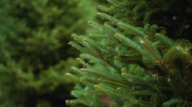 Noel ağacı çiftliğinde kırmızı elbiseli küçük kız.