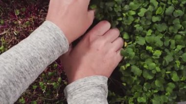 Mor saplı turp mikroçerezleri ve sepette yeşil yapraklar.