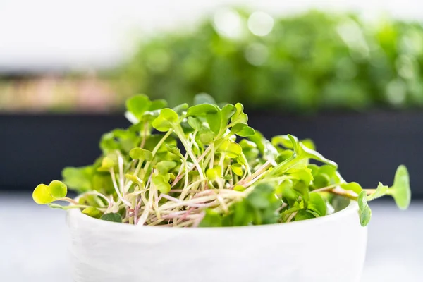 Freshly Harvested Radish Microgreens Bowl — Stock Photo, Image