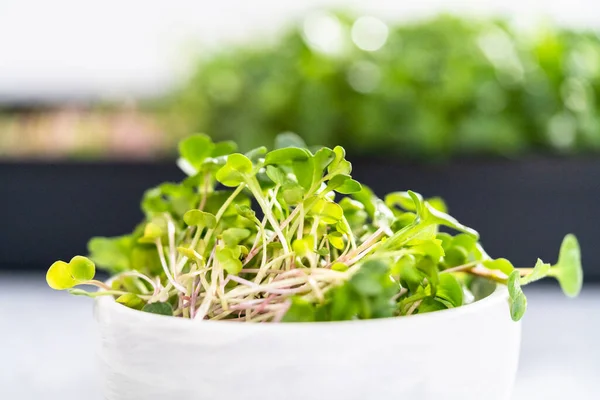 Vers Geoogste Radijs Microgreens Een Kom — Stockfoto