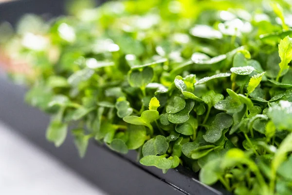 Oogsten Van Radijs Microgreens Uit Een Grote Plastic Schaal — Stockfoto