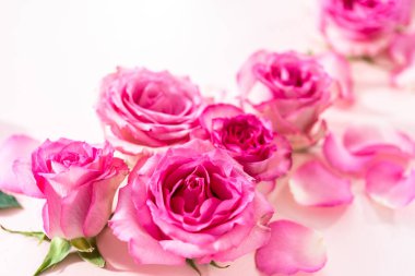 Pembe güller ve pembe arka planda gül yaprakları.