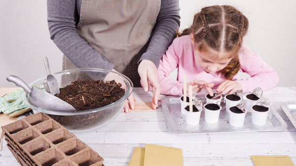 Little girl helping to plant herb seeds into small containers for a homeschool project.