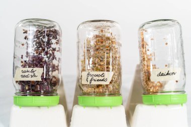 Mutfak tezgahında filizlenen kapağı olan bir kavanozda organik filizler yetişiyor..