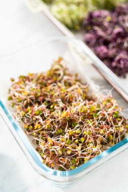 Taze toplanmış organik filizleri kağıt havlularla kaplı cam bir kabın içine koymak..