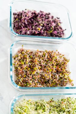 Taze toplanmış organik filizleri kağıt havlularla kaplı cam bir kabın içine koymak..